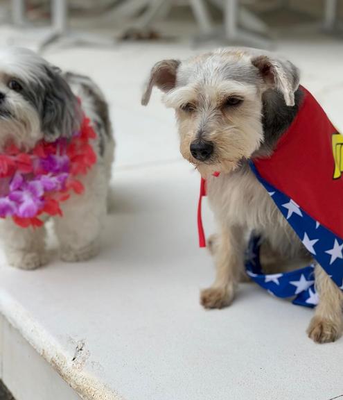 Ana Hickmann abre álbum de fotos do filho e dos cachorros fantasiados para o Carnaval