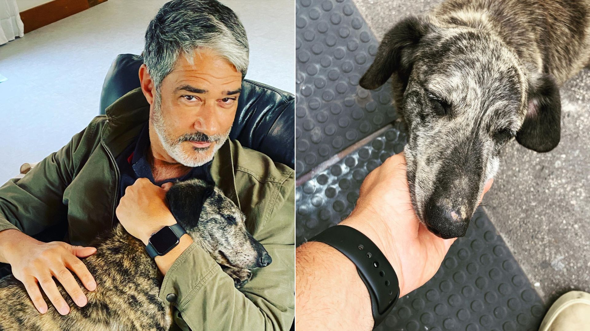 Você sabia? William Bonner é defensor dos animais e já resgatou cãozinho na rua