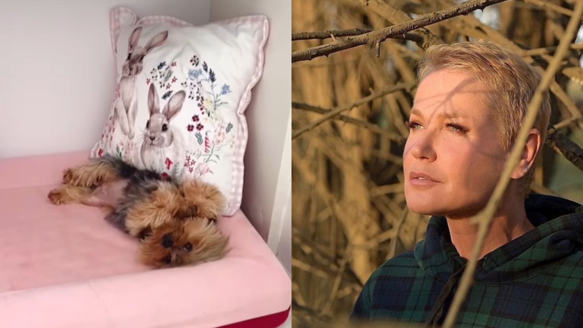 Xuxa mostra detalhes de quarto novo de sua cachorrinha, Doralice