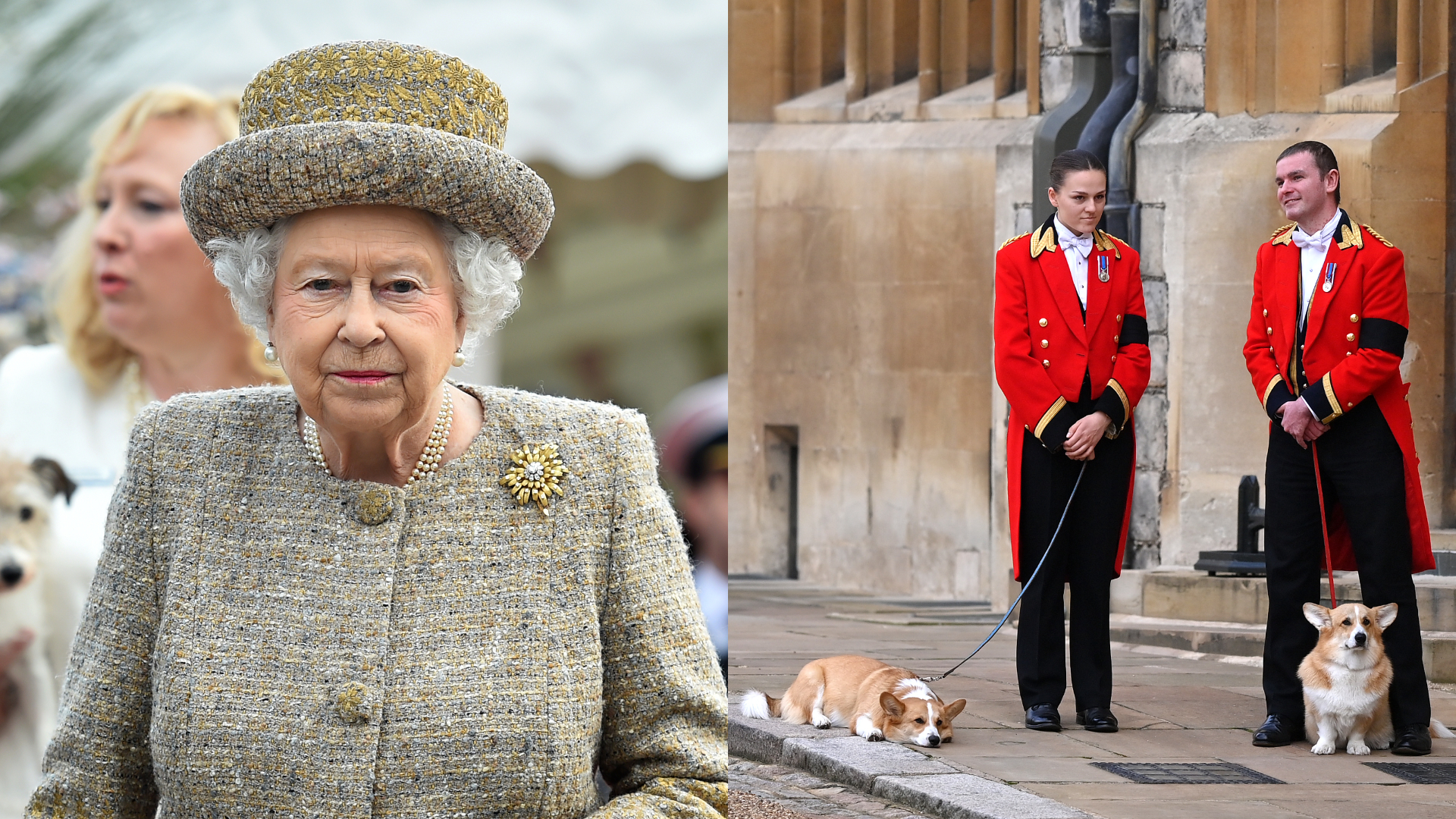 Cachorros da rainha Elizabeth II acompanham o funeral da monarca