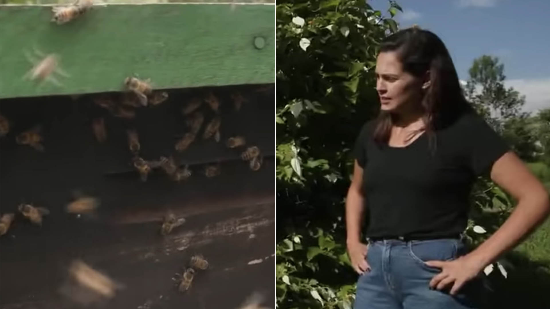 Repórter da Band é atacada por abelha durante gravação: ‘Está doendo’