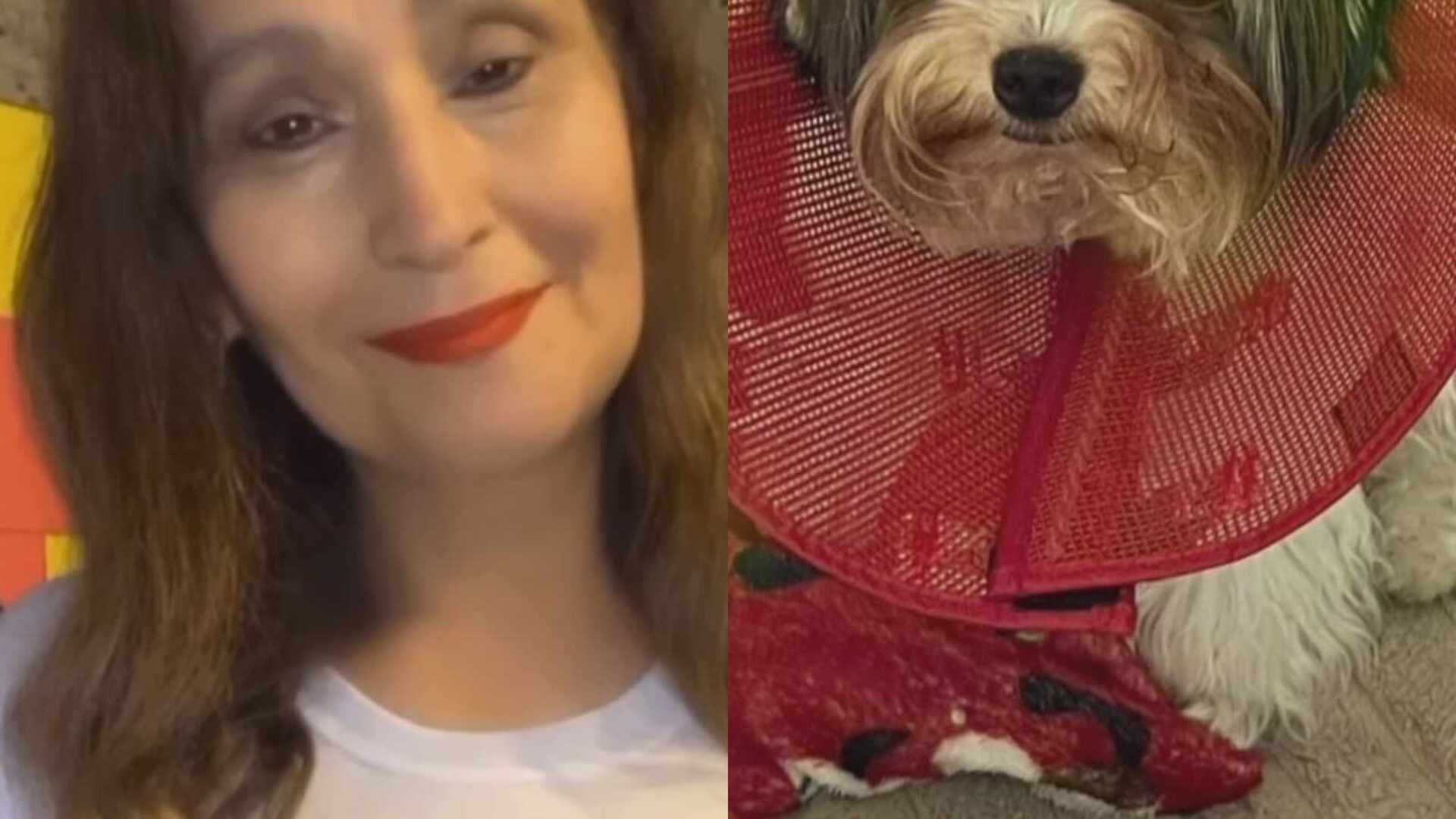 Sonia Abrão mostra seu cachorro machucado: ‘Recuperando’