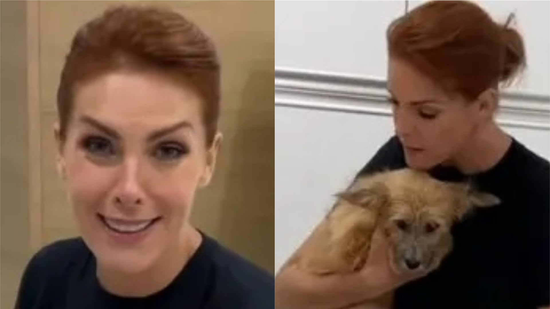 Ana Hickmann adota cachorro que resgatou em rodovia: “Escolheu ficar”