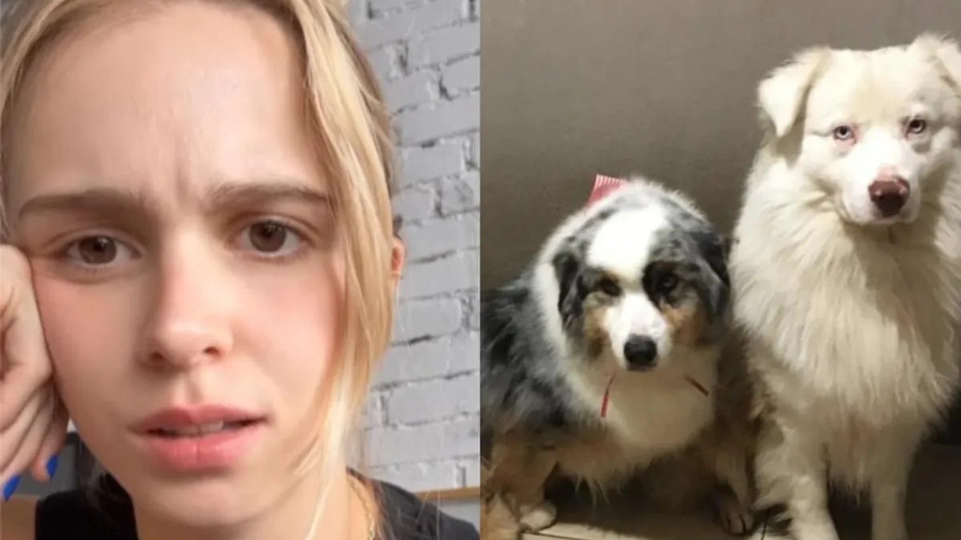 Isabella Scherer desabafa sobre diagnóstico errado do cachorro: “Muita raiva”