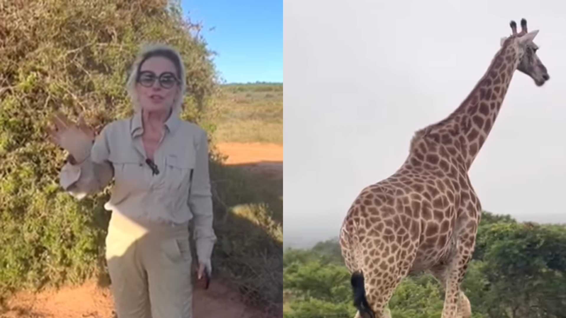 Ana Maria Braga encanta fãs durante safári na África
