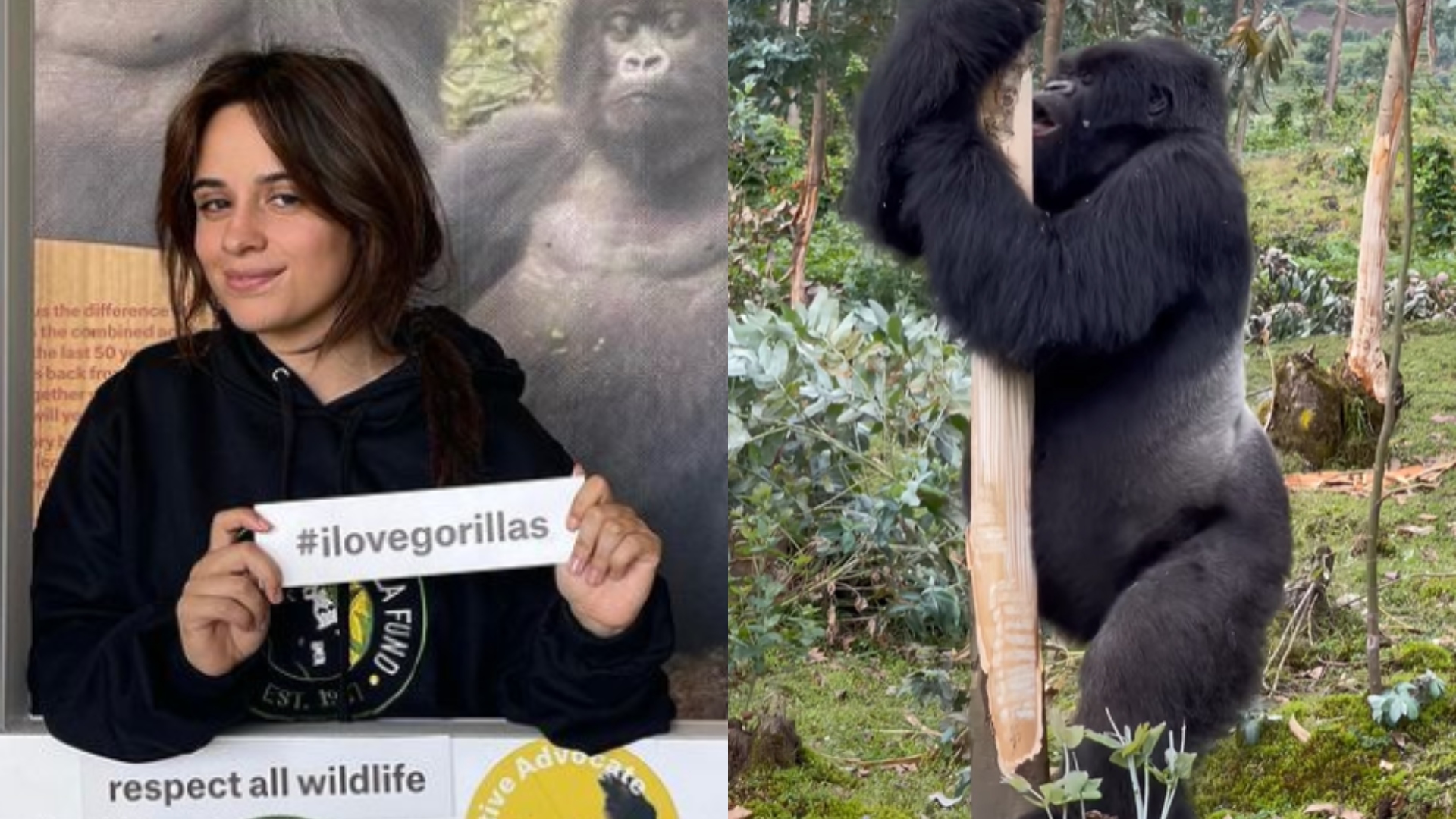 Camila Cabello fica cara a cara com gorila durante viagem por Ruanda, na África