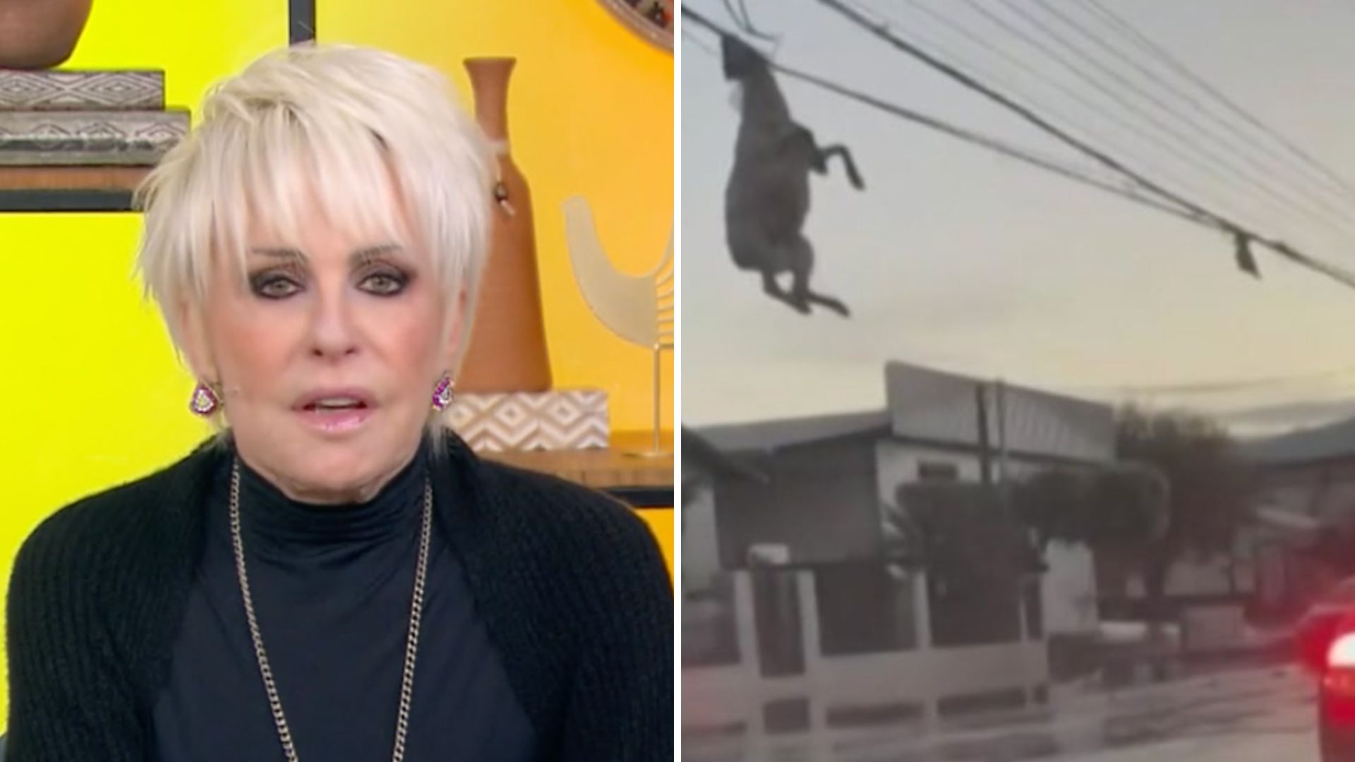 Ana Maria Braga manda retirar matéria do ar após imagens fortes: “Fiquei impactada”