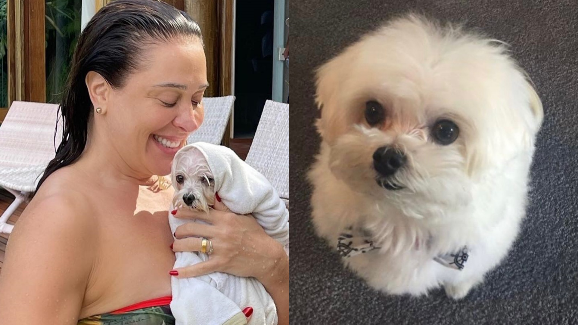 Claudia Raia comove ao falar sobre morte de cachorrinho: “Virou estrelinha”