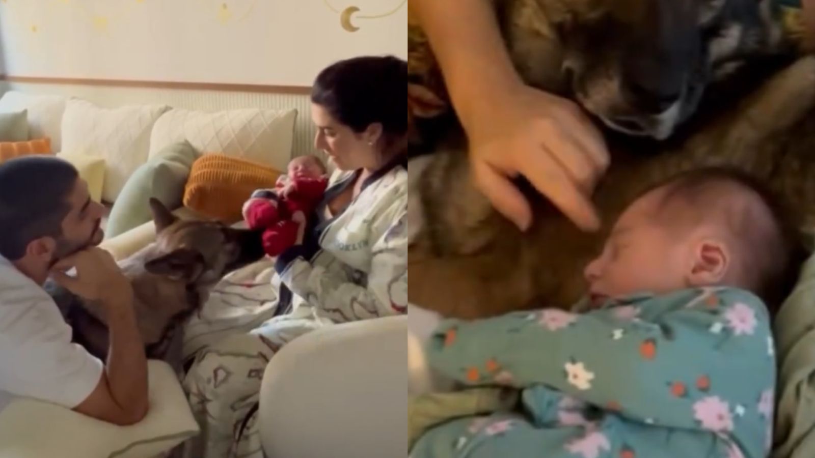 Fernanda Paes Leme surpreende ao mostrar primeiro encontro da filha com pet