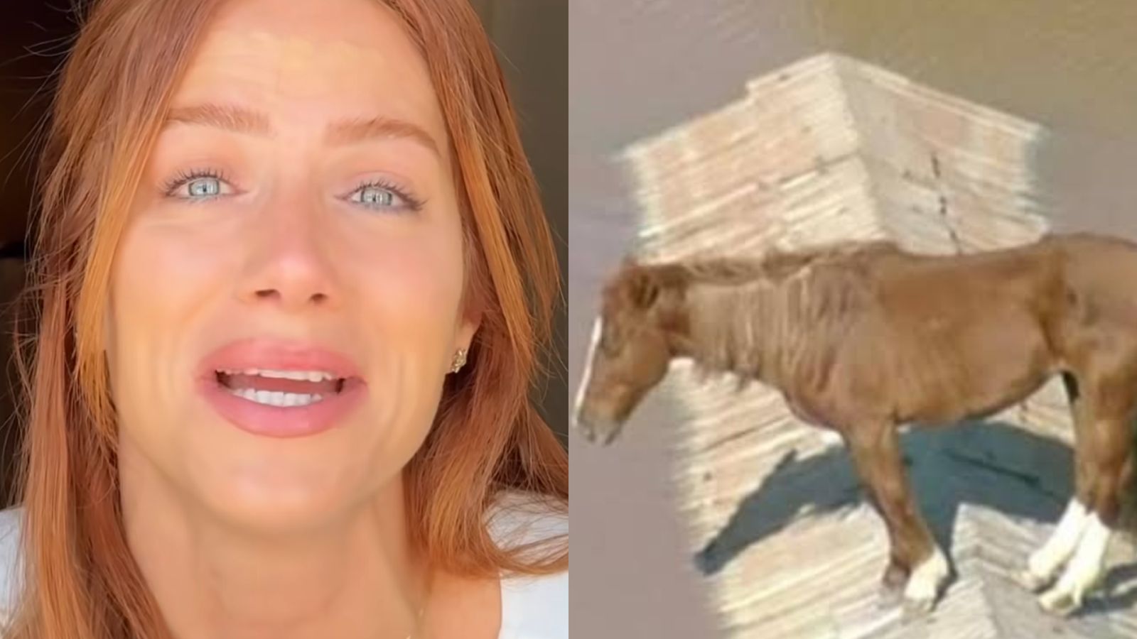 Giovanna Ewbank entra na ‘disputa’ e pede para adotar cavalo: “Aqui em casa”