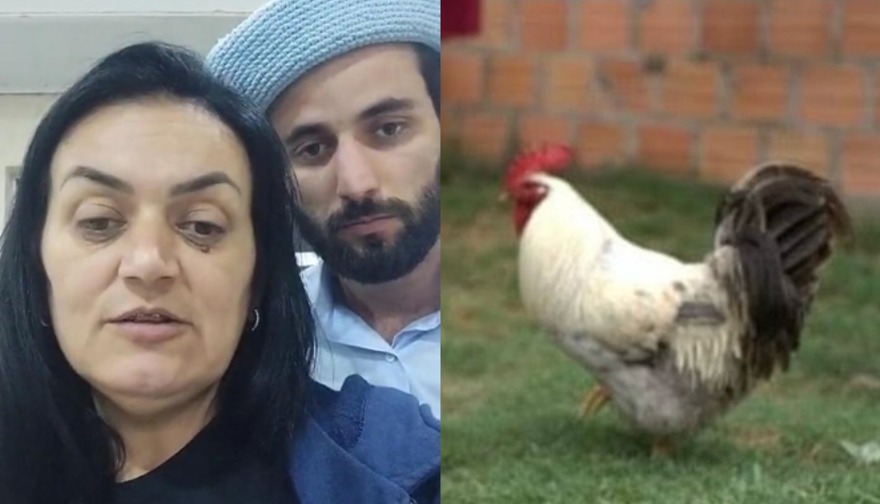 Mãe de Matteus, do BBB 24, segue a procura de galo de estimação desaparecido: ‘Esperando’