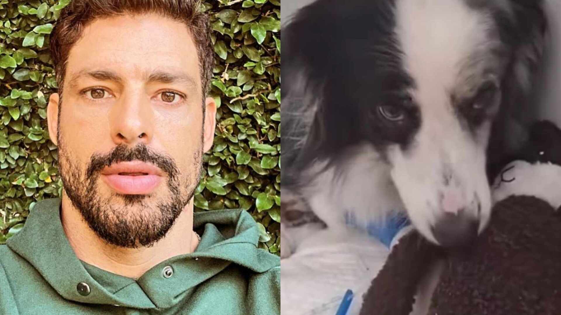 Cauã Reymond mostra situação de sua cachorra após envenenamento