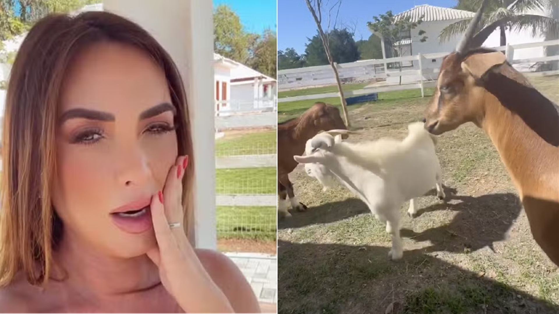 Nicole Bahls surpreende ao revelar novidade sobre suas cabras: “Tô passada”
