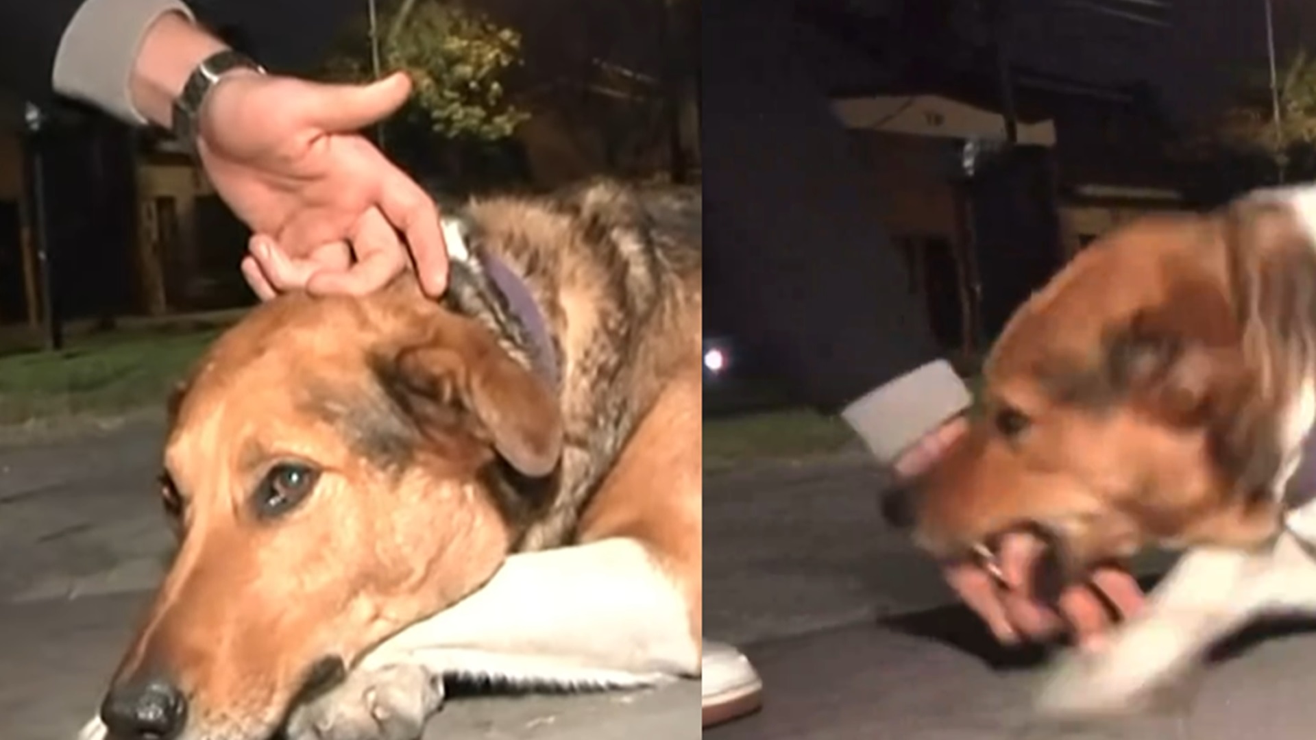 Repórter faz carinho em cachorro e é mordido ao vivo; veja o vídeo