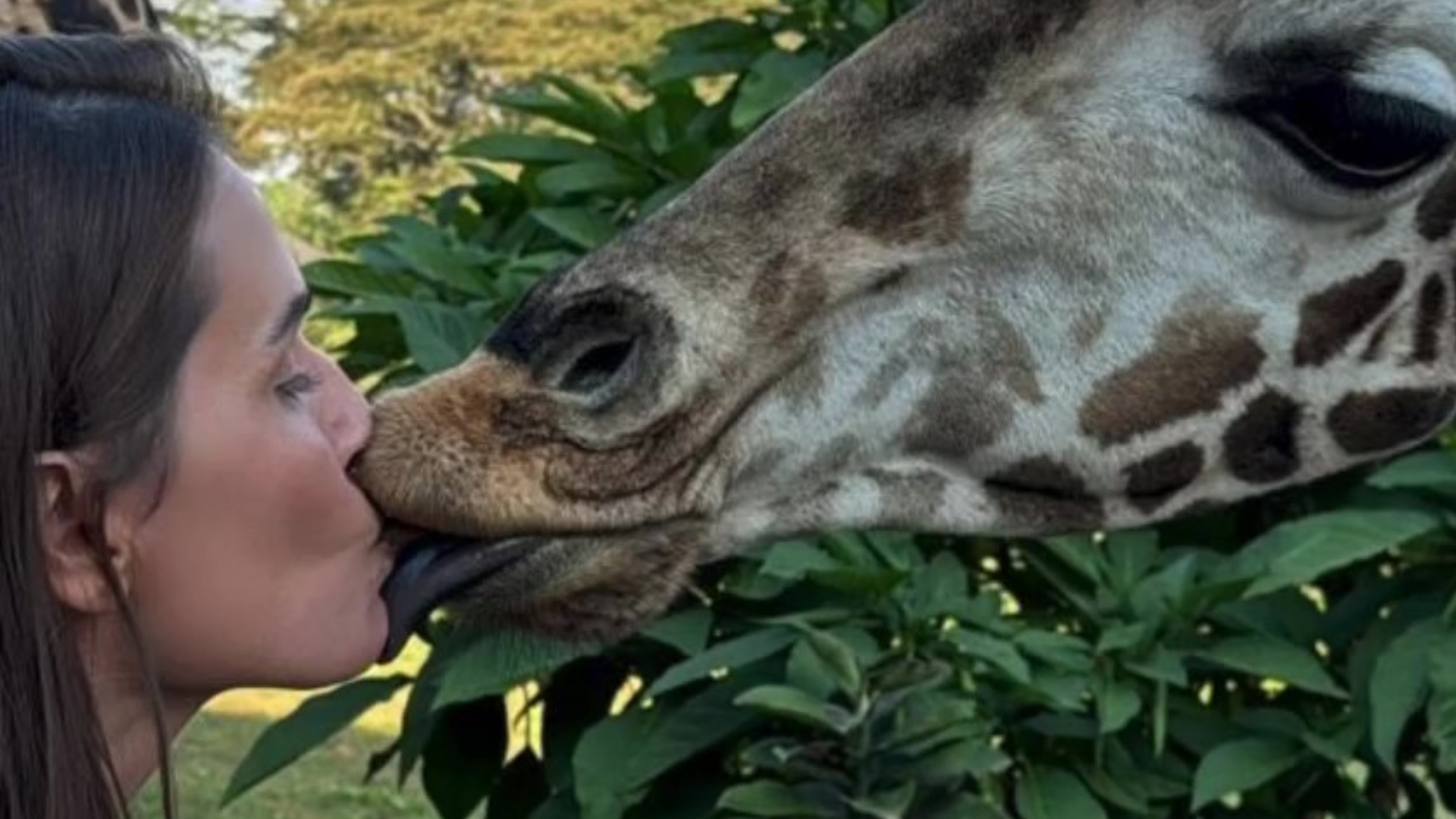 No Quênia, Deborah Secco ganha beijo de girafa: ‘Dias incríveis’