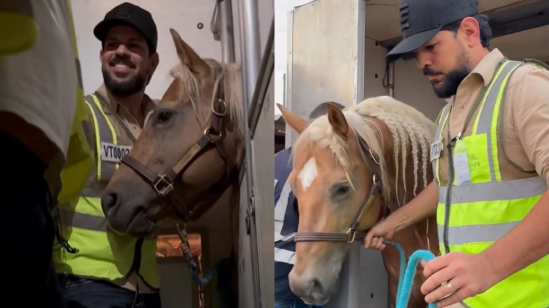 Sorocaba compra ‘cavalo de ouro’ dos EUA e detalha rotina de cuidados com o animal