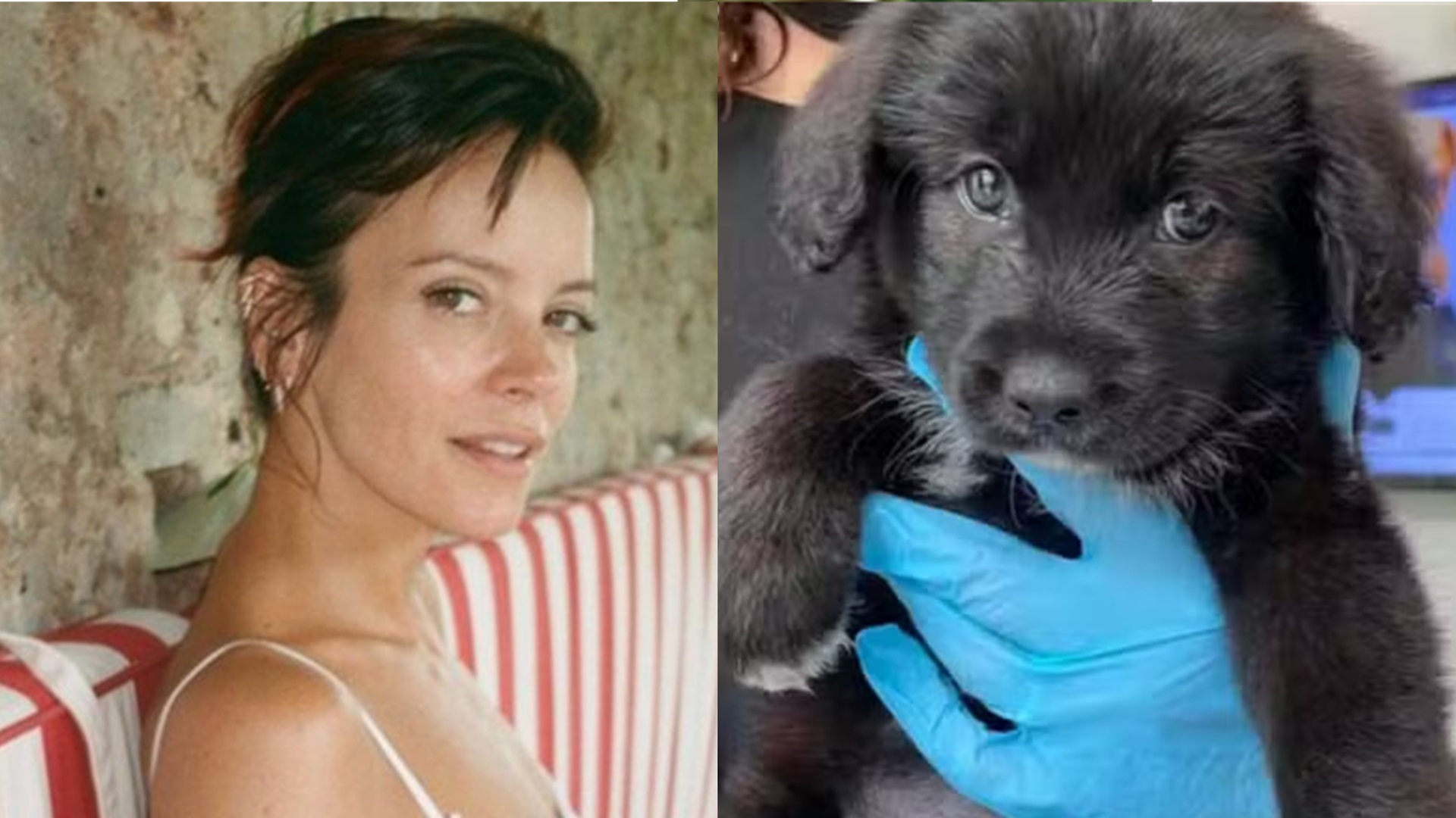 Lily Allen se manifesta após polêmica por devolver cachorro adotado