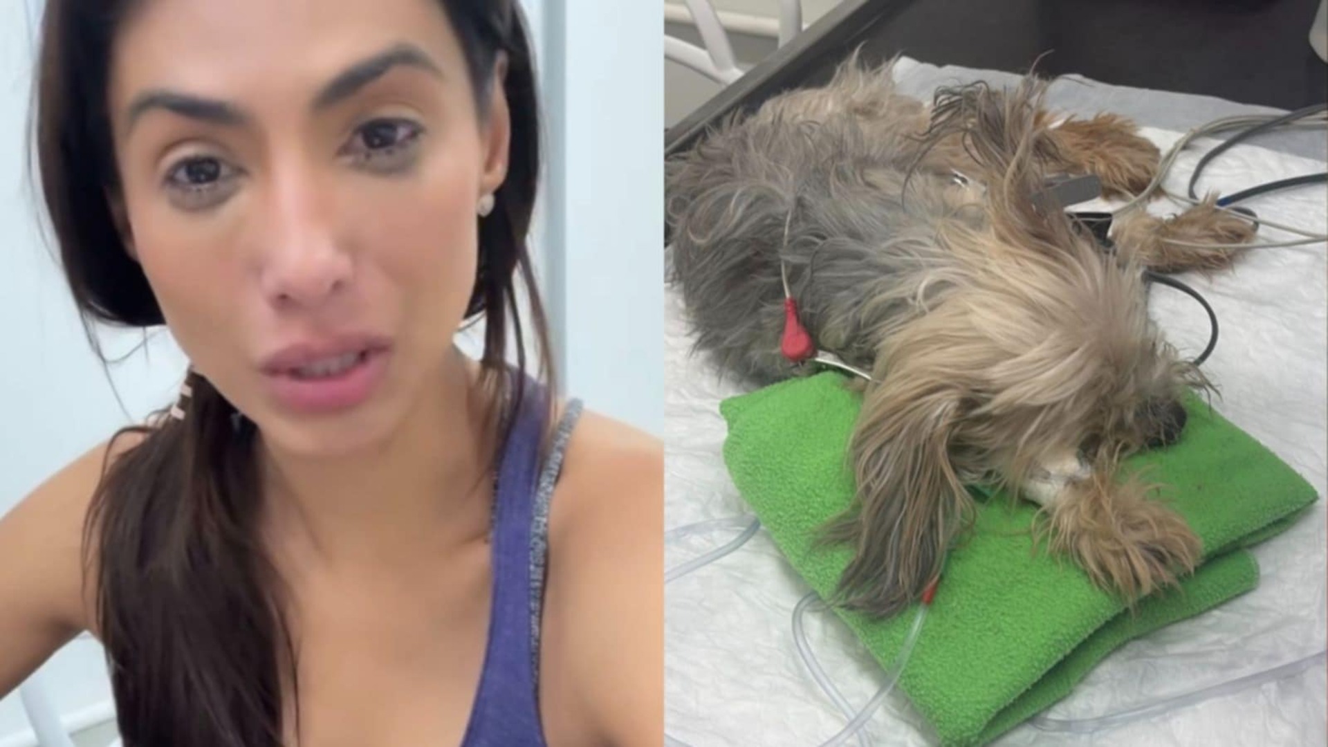 Flávia Noronha se desespera ao ver seu cachorro mal após tomar vacina