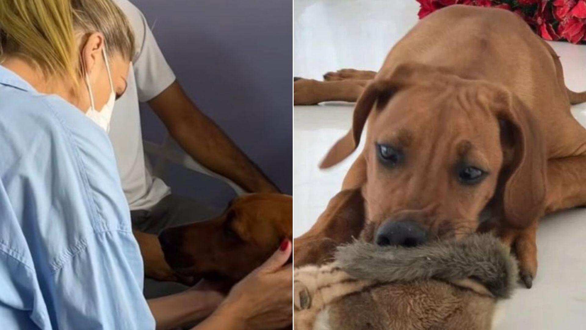 Veterinária de Aisha, cadela de Ana Hickmann, explica doença: ‘Não temos a cura’