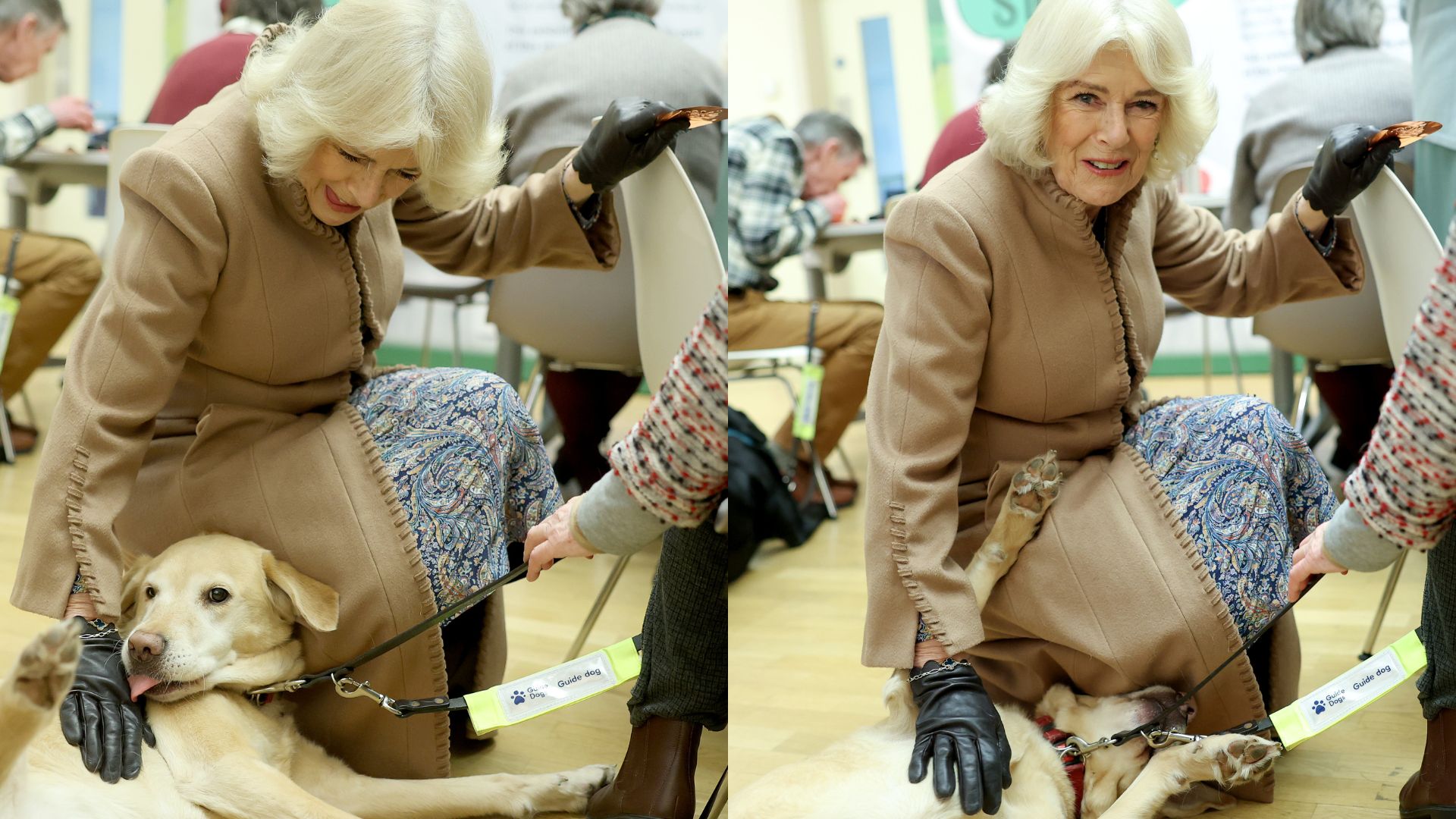 Rainha Camilla adota novo cachorrinho após perda da cadela Beth e nome marcante surpreende