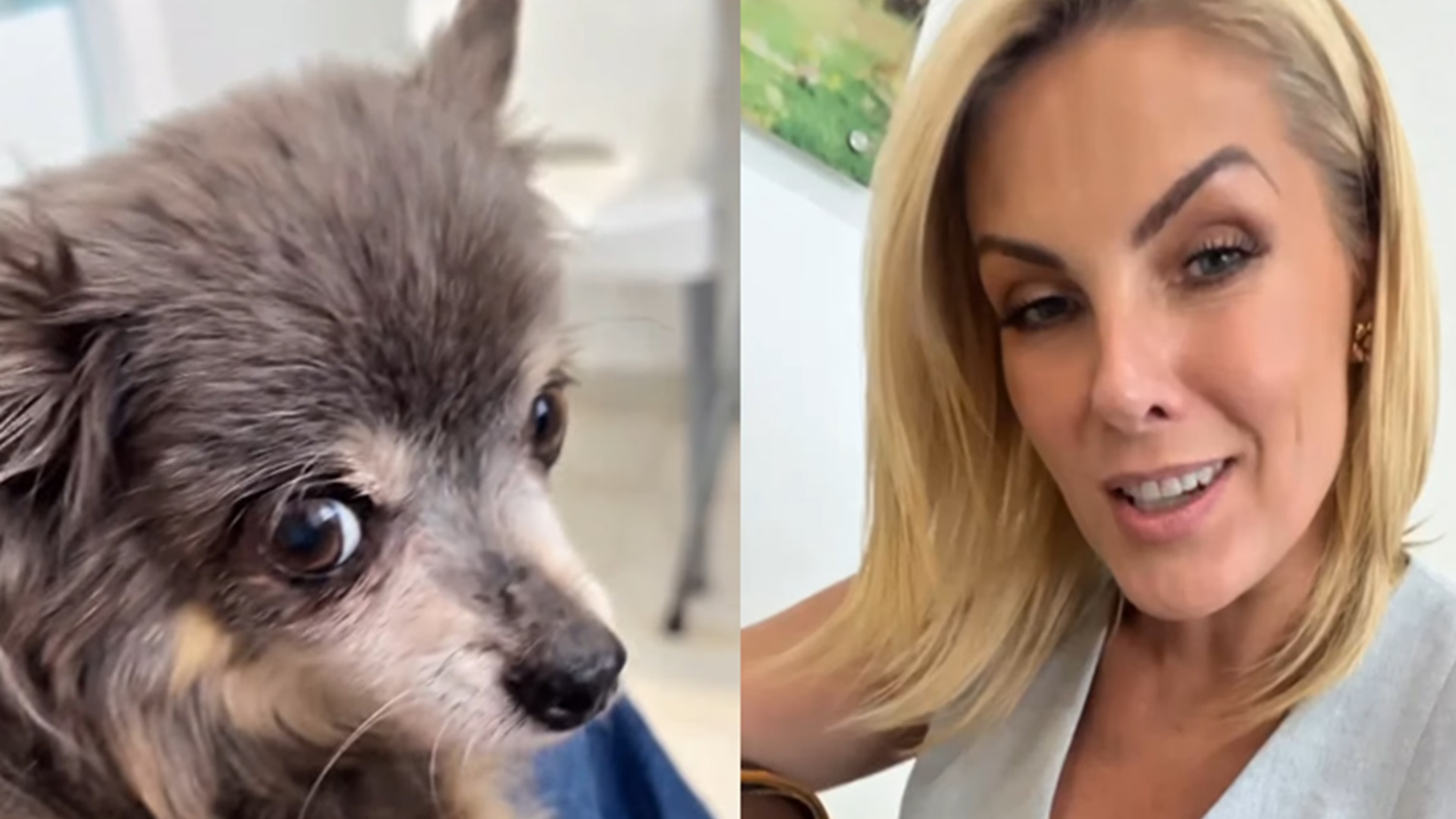 Ana Hickmann desabafa após susto com a saúde de seu cachorro: ‘Passou muito mal’