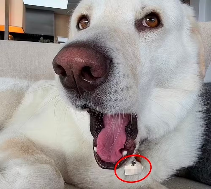 Foto do cachorro de Jennifer Aniston no qual mostrava o telefone da atriz - Foto: Reprodu&ccedil;&atilde;o/Instagram 
