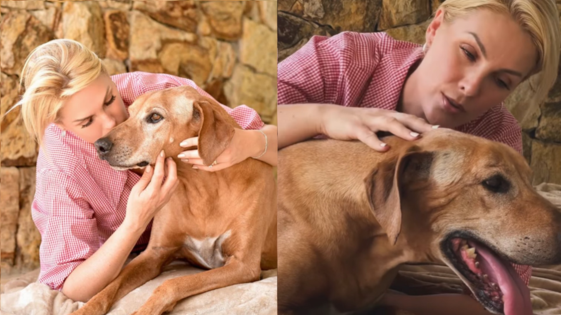 Ana Hickmann se despede de seu cachorro com declaração comovente: ‘Descansou’