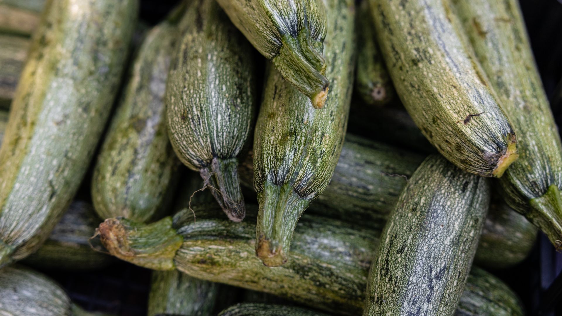 Quer contribuir com sua dieta? Saiba os benefícios da abobrinha italiana e como usá-la