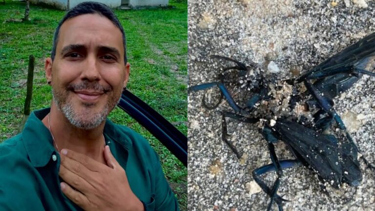 Médica alerta sobre reação sofrida por André Marques após picada de inseto: ‘Veneno potente’