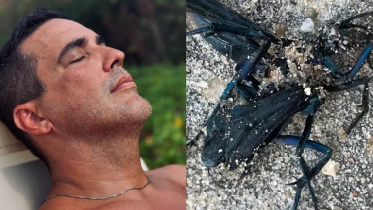 Médico explica os perigos de uma picada de vespa-do-cão após caso de ex-Globo: ‘Fatal’