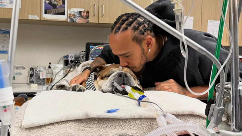 Lewis Hamilton chora a morte do cachorro em seus braços: ‘Decisão mais difícil’