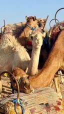 Stories de Luciano Huck em Marrocos - Foto: Reprodução / Instagram