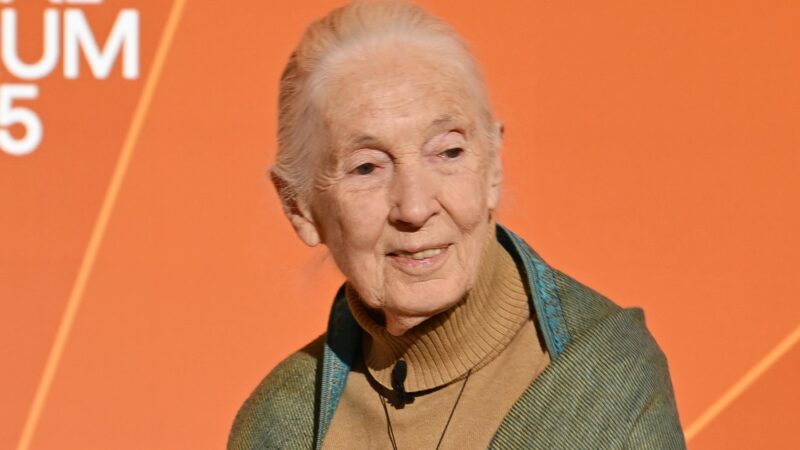 Jane Goodall - Foto: Getty Images