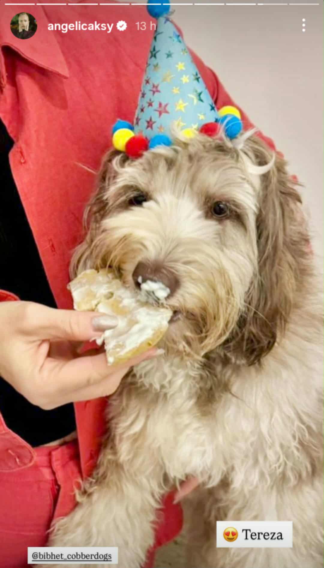 Angélica comemora aniversário da cachorra