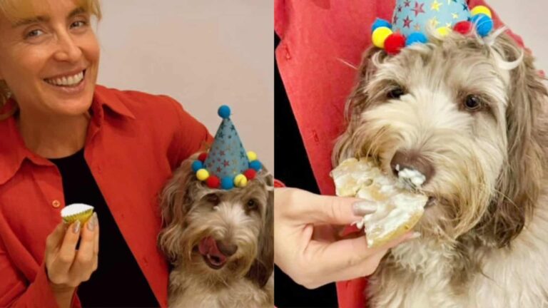 Angélica faz aniversário para sua cachorra e pet se esbanja com seu bolo