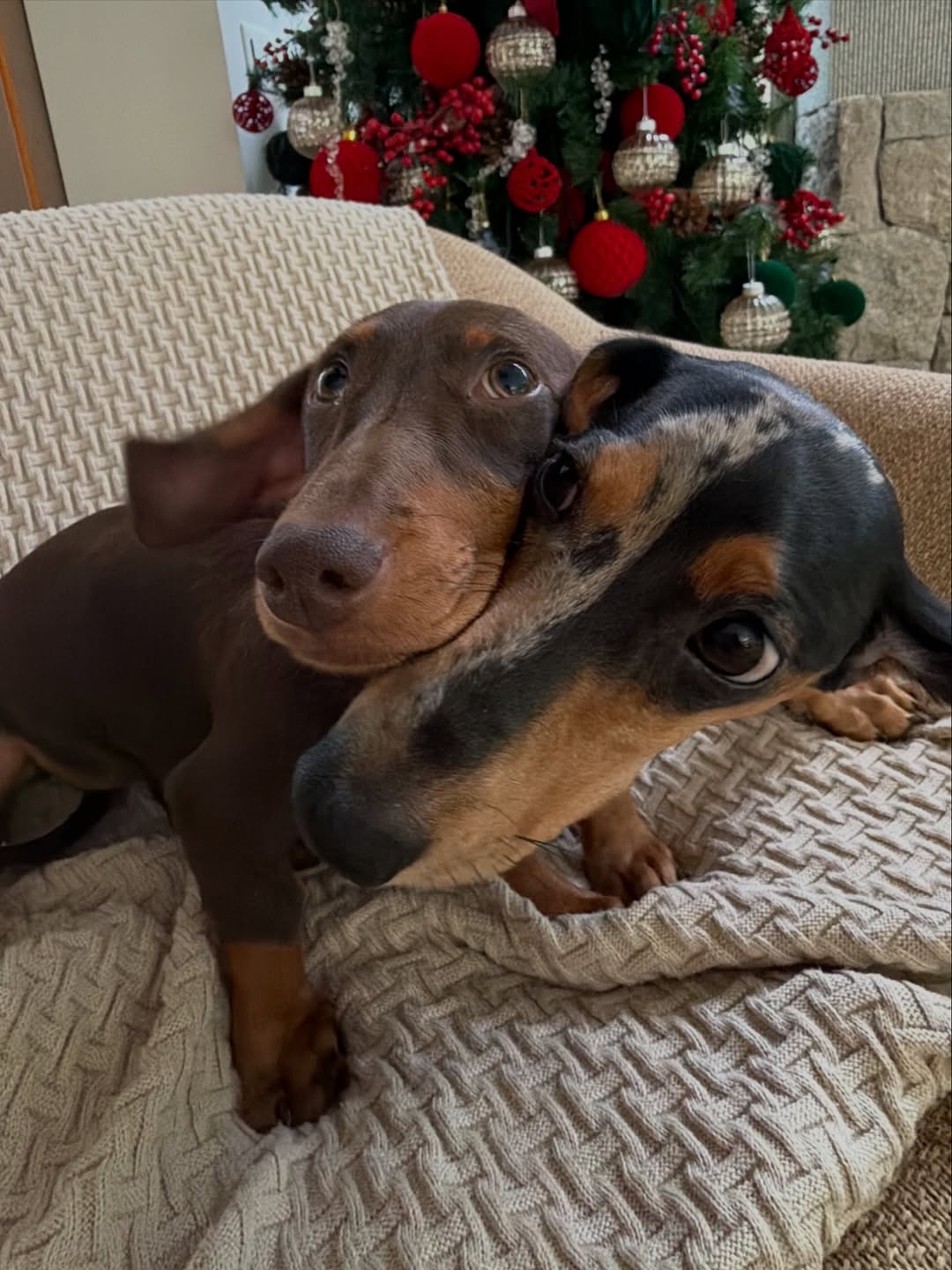 Rafa Kalimann mostra seus cachorros — Foto: Reprodução/Instagram @rafakalimann
