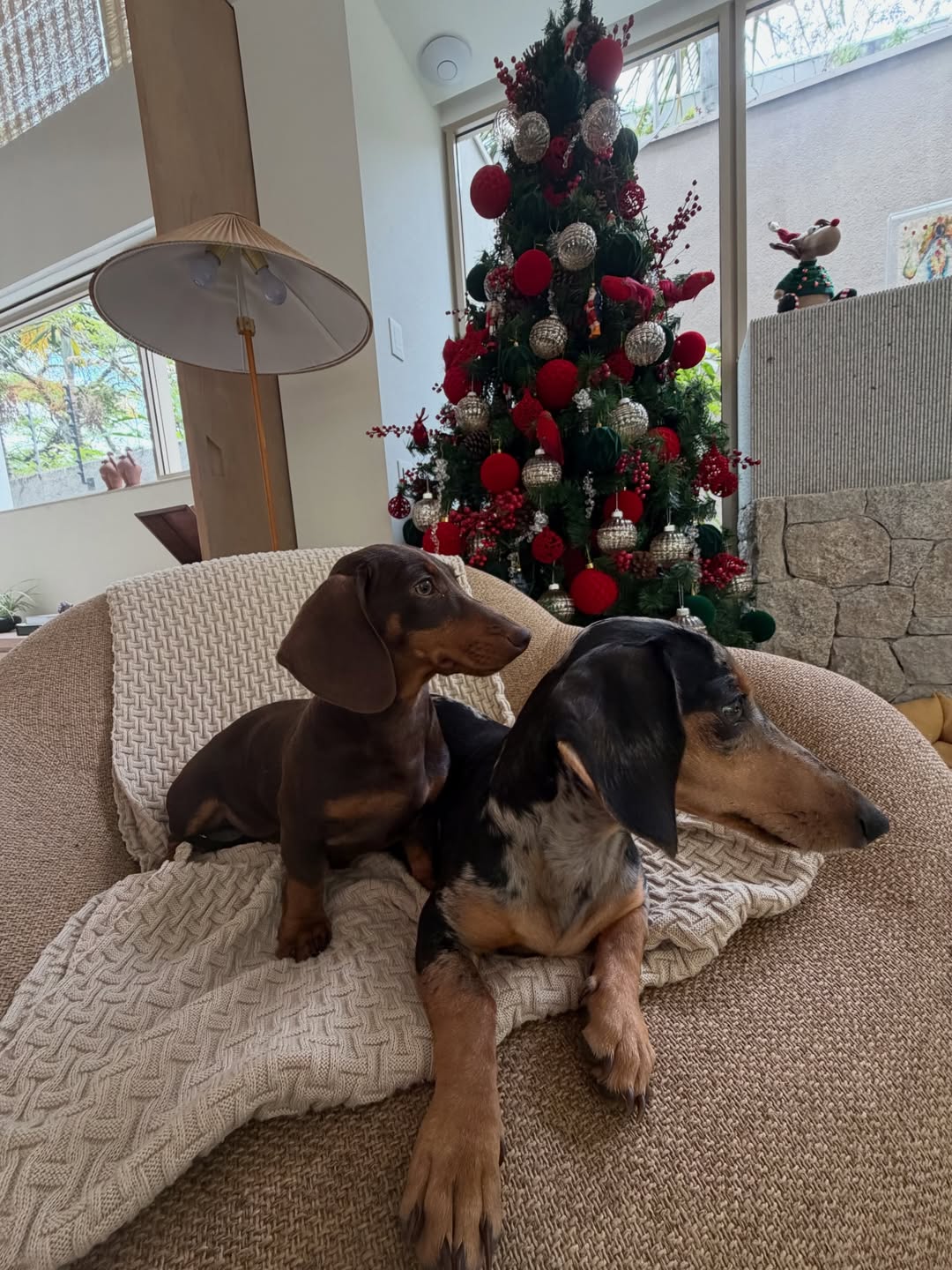 Rafa Kalimann mostra seus cachorros — Foto: Reprodução/Instagram @rafakalimann