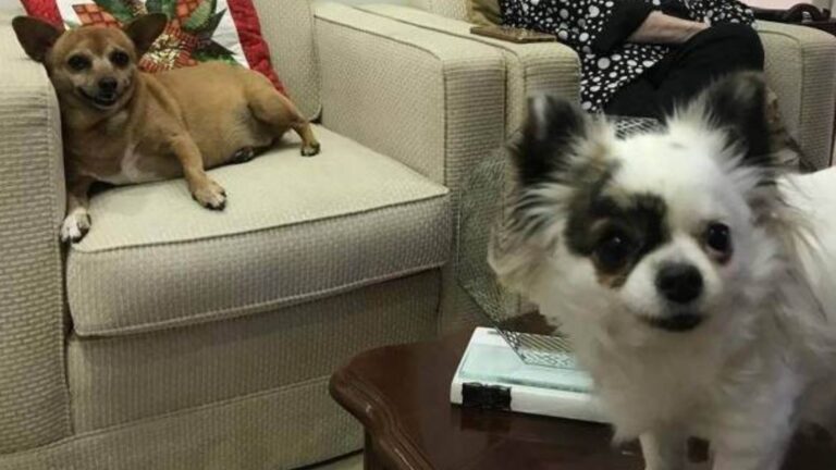Escritora que morreu há três anos deixou herança de quatro apartamentos para duas cachorras