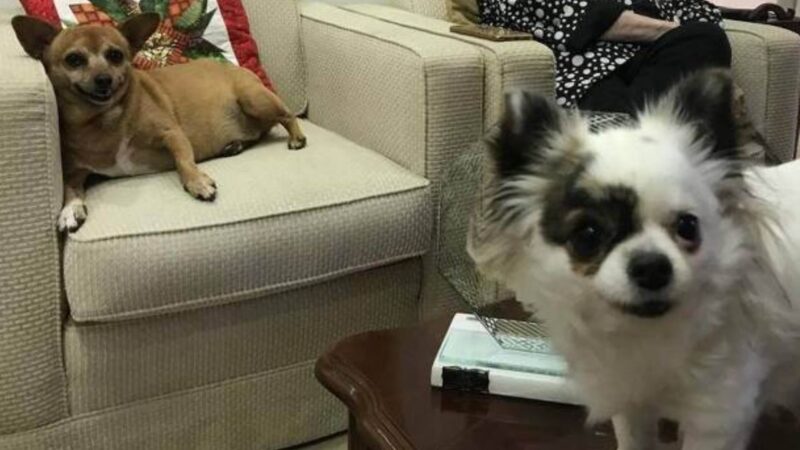 Suzy e Pilara forram as herdeiras da escritora, morta em dezembro em de 2022 - Foto: Arquivo