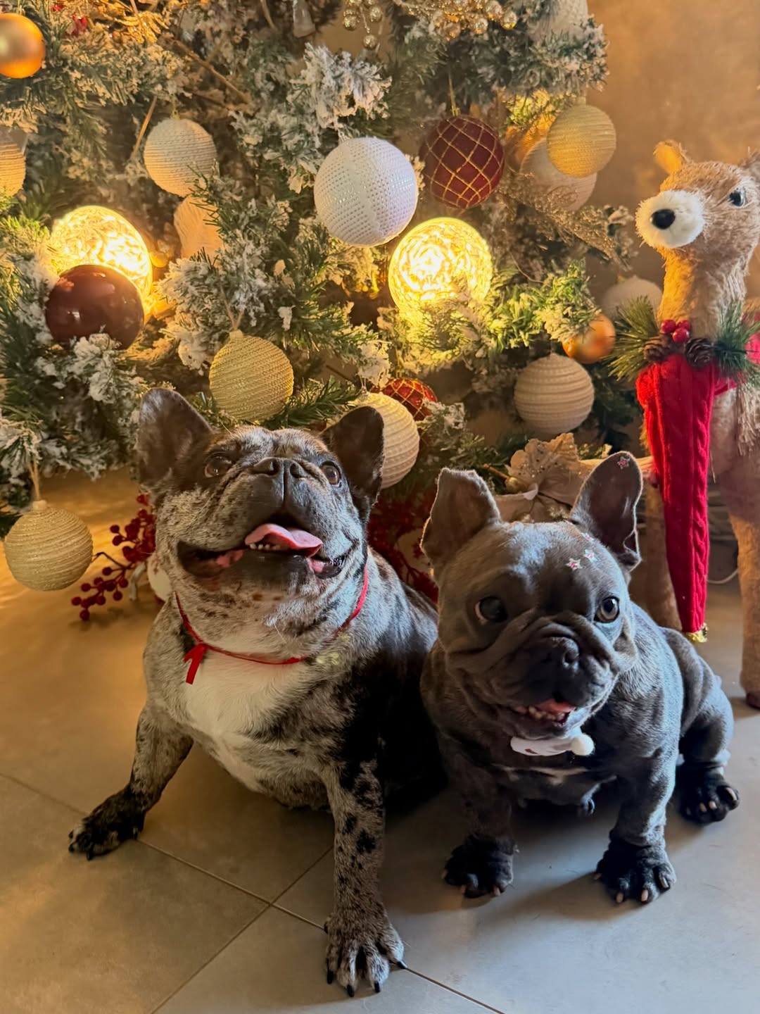 Paolla Oliveira exibe sua árvore de Natal - Foto: Reprodução / Instagram @paollaoliveirareal