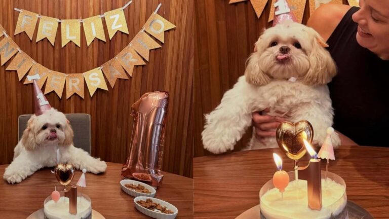 Apresentadora de TV faz festa de aniversário para sua filha de quatro patas
