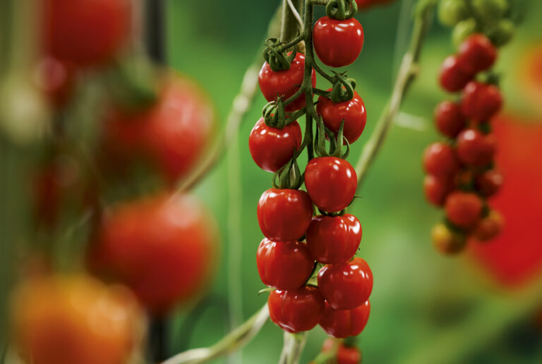 5 receitas do simples ao sofisticado para se fazer com tomatinho; veja!