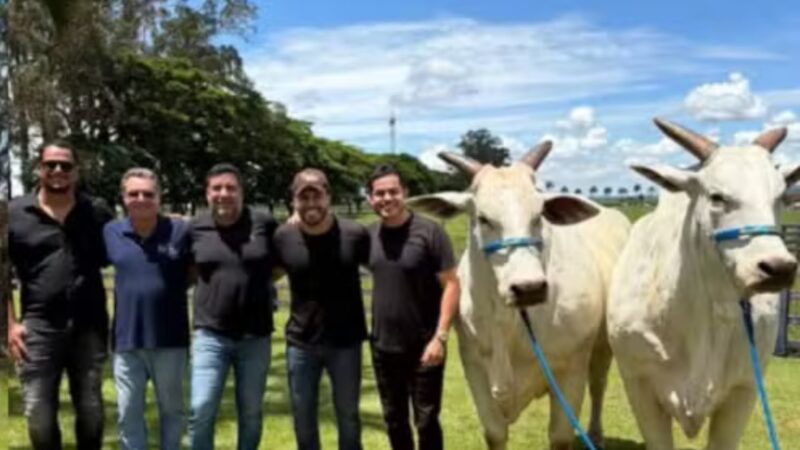 Sucesso na música sertaneja, cantor adquire 'vaca mais cara do mundo' por R$ 54 milhões