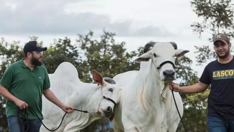 Donos de hit sertanejo conciliam fazenda de luxo com a maior ação contra a fome do país
