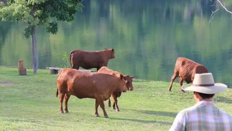 Aos 49 anos, cantor sertanejo tem fazenda milionária com criação e venda de gados