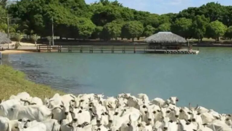 Aos 63 anos, ícone da música sertaneja é dono de fazenda milionária com 1.500 hectares em Goiás