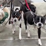 Aos 55, ator e esposa transformaram a vida de cinco cachorros de rua: ‘A gente dá a eles uma vida boa’