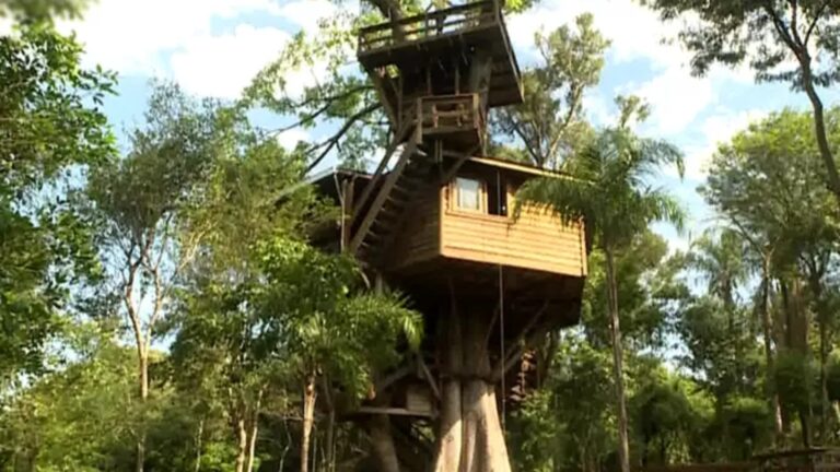Em meio à natureza, casa na árvore virou refúgio de apresentador do SBT de 75 anos