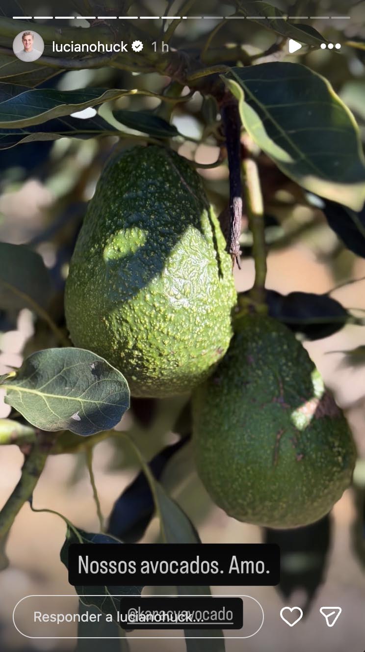 Luciano Huck mostra sua plantação de avocados na fazenda - Foto: Reprodução / Instagram