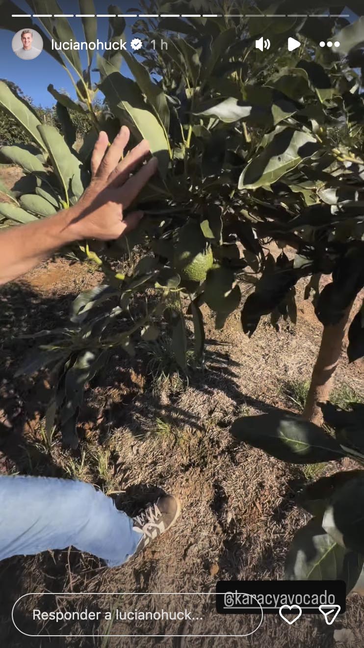 Luciano Huck mostra sua plantação de avocados na fazenda - Foto: Reprodução / Instagram
